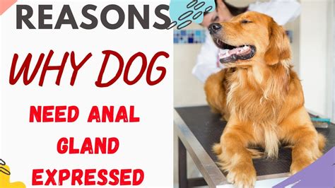 dogs anal glands leaking|These Remedies Help Address Your Dogs Anal Gland Issues